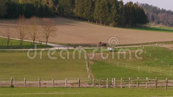 农夫牧养三匹马狗到围场春日视频的预览图