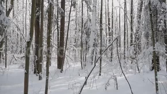 冬天的森林里长满了厚厚的积雪视频的预览图