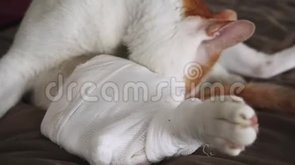 猫在伤口护理穿衣中舔伤腿视频的预览图