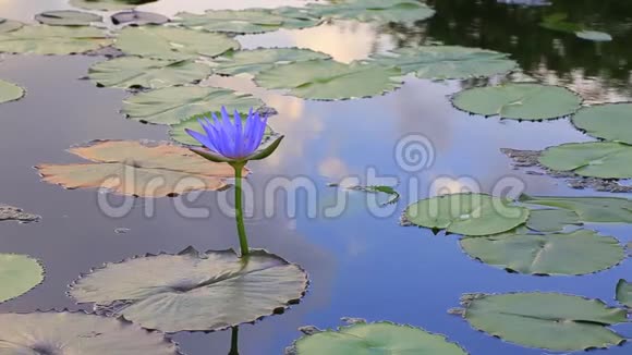 有莲花的池塘视频的预览图