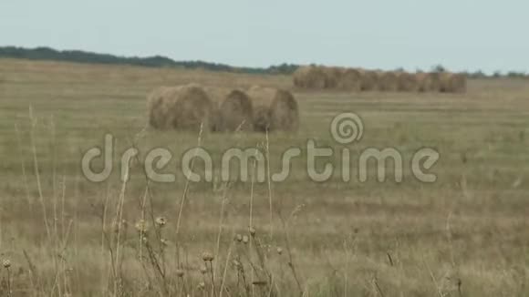 干草在草地上视频的预览图