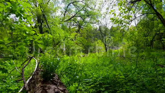 白天绿色森林内部的观点茂盛的树木植物和树冠下的绿叶视频的预览图