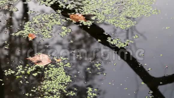 4k录像秋天的叶子漂浮在杂草丛生的池塘里视频的预览图