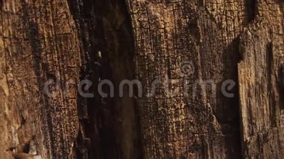 木质纹理干燥木材上的烧蚀涂层视频的预览图