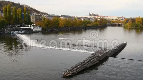 秋天布拉格的伏尔塔瓦河视频的预览图