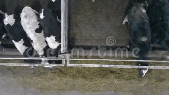 许多奶牛站在牛棚里俯视着视频的预览图