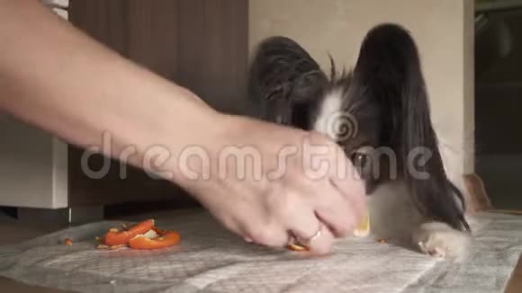 狗狗狗狗狗吃橘子有食欲视频视频的预览图