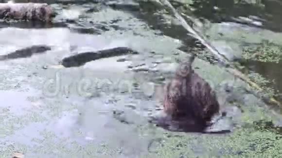 4k录像一只野鸭在池塘里游泳视频的预览图