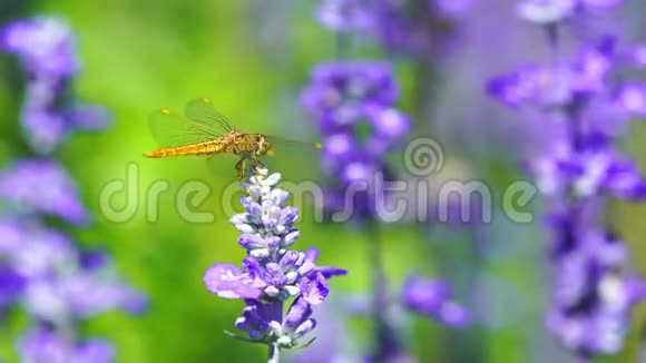 蜻蜓和蜜蜂在薰衣草花上视频的预览图