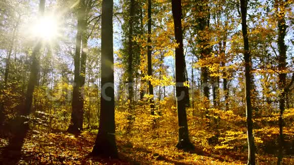 秋叶飘落的阳光林视频的预览图