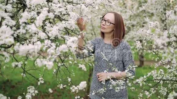 女孩崇拜白色樱桃花雌性手触摸一棵开花树的树枝视频的预览图