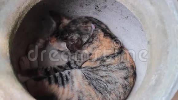 当地的猫在花园碗里梳洗视频的预览图