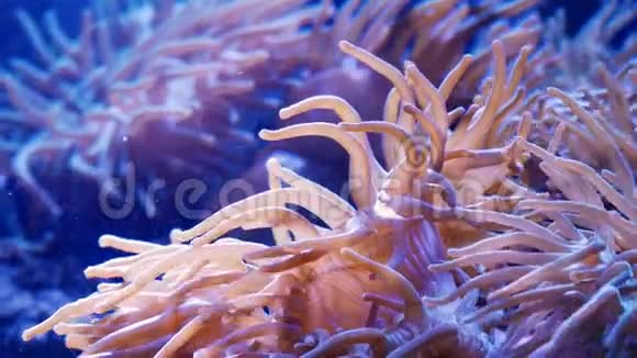海底珊瑚礁小丑鱼之家视频的预览图