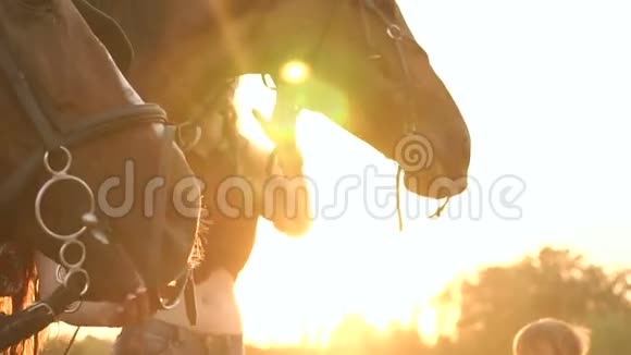 两匹马在日落时吃苹果的特写镜头视频的预览图