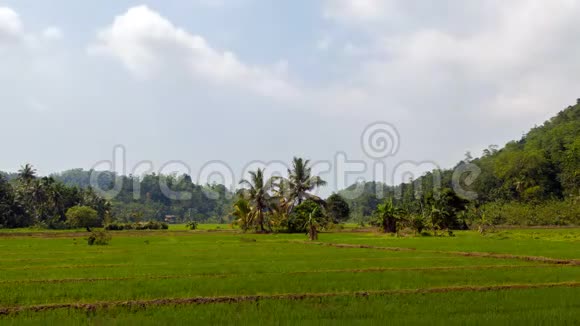 斯里兰卡的绿色稻田视频的预览图