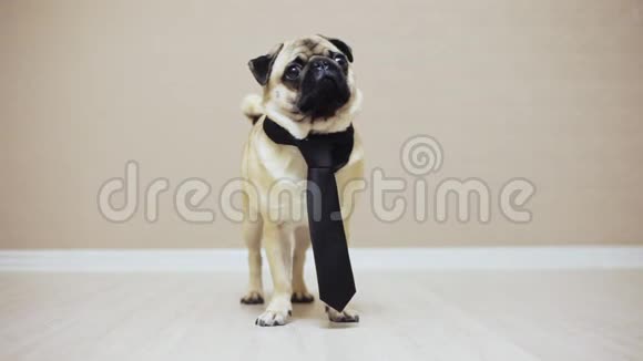 一只优雅滑稽的小狗穿着领带站着参加婚礼或当上班族视频的预览图