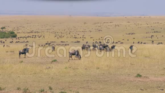 非洲大草原山谷成千上万的野生动物在那里吃黄色的干草视频的预览图