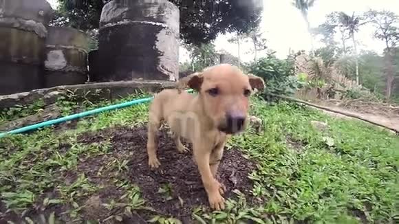 一只可爱的小狗舔镜头视频的预览图