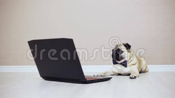 一只可爱的小狗看着笔记本电脑的屏幕穿着蝴蝶看着电影在笔记本电脑上吠叫视频的预览图