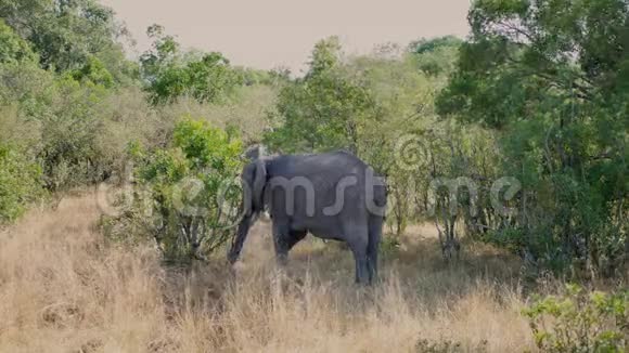 非洲野象在灌木丛中放牧枯黄的草视频的预览图