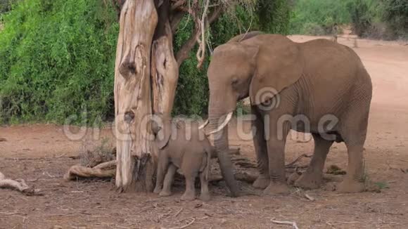 非洲大象与婴儿在干树吃树皮和树叶视频的预览图