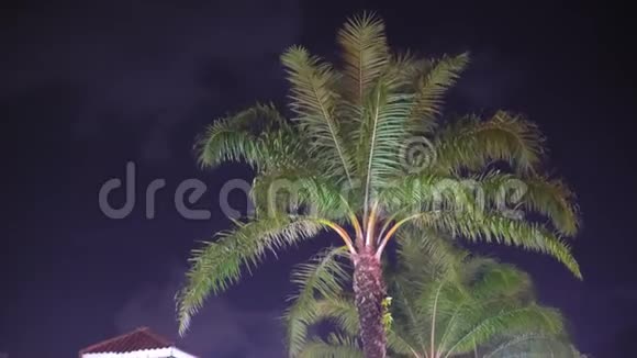 在热带地区棕榈树在黑暗的天空中被光线照亮视频的预览图
