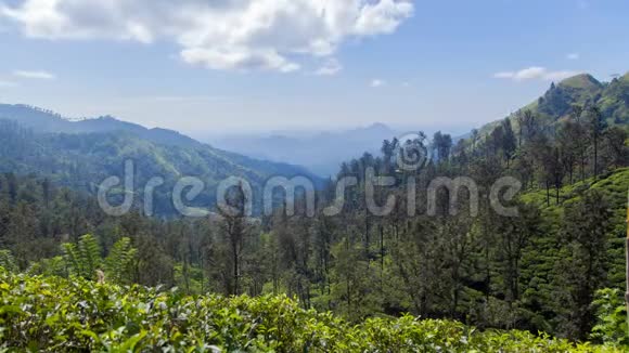 斯里兰卡艾拉山地茶园景观视频的预览图