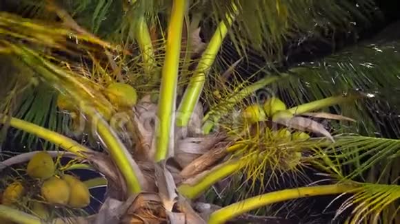 热带椰子树在黑暗的天空中夜晚关闭椰子视频的预览图