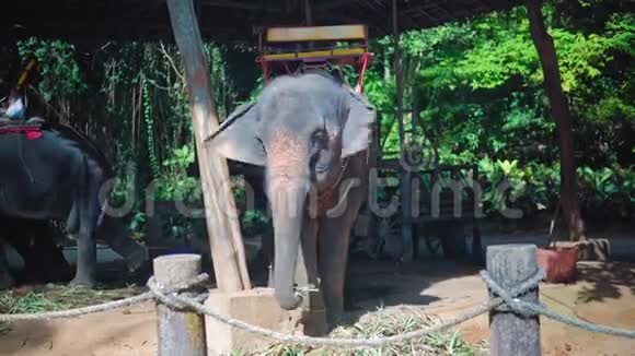 大象在丛林里骑马后吃拐杖休息视频的预览图