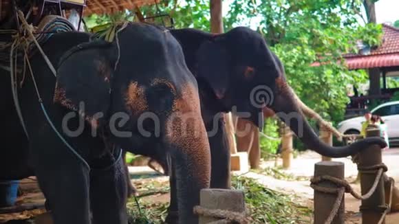 亚洲大象在农场吃甘蔗作为娱乐游客视频的预览图