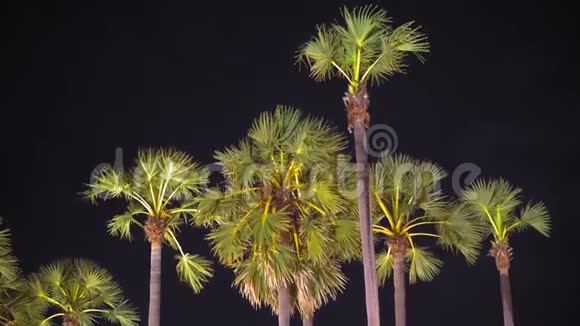 棕榈树在城市的灯光下在夜晚夏季的黑暗背景下关闭视频的预览图