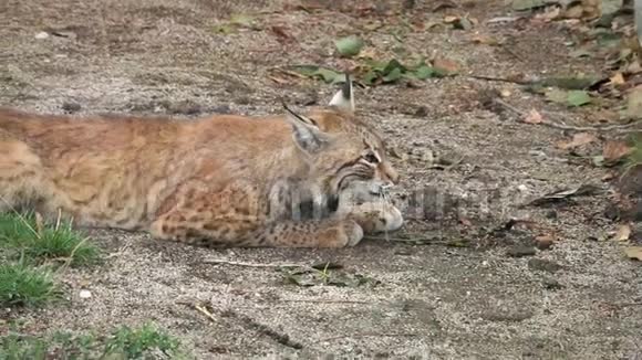 动物园里躺在地上的山猫视频的预览图