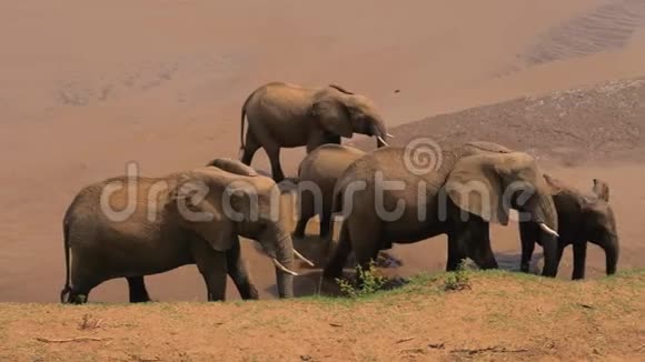 在炎热的日子里一群非洲大象带着褐色的水在河床上行走视频的预览图