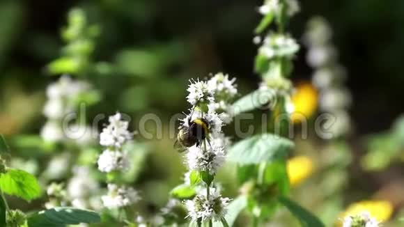 大黄蜂从薄荷花中收集花蜜花园里的薄荷盛开视频的预览图