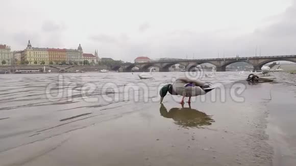 欧洲小镇城市堤岸上的鸟在阴天鸭子站在边上视频的预览图