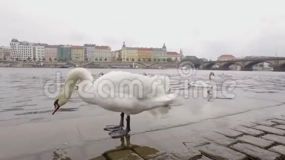 美丽的白天鹅清洁羽毛栖息在布拉格的城市堤岸上视频的预览图