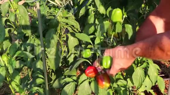 男农从花园里摘红和青椒视频的预览图