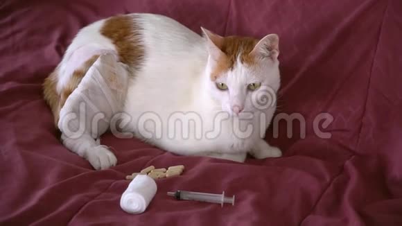 伤腿猫及治疗视频的预览图