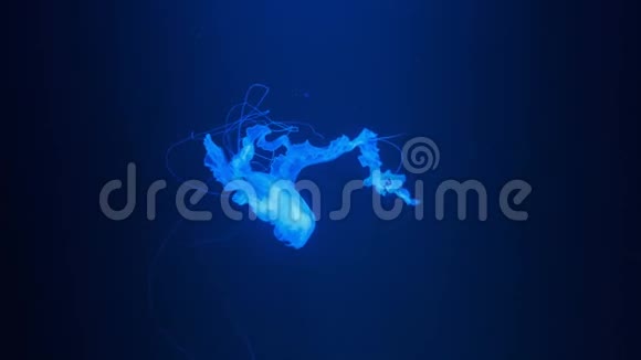 一只发光的蓝色水母慢慢地漂浮在黑暗的水族馆水中这是一种缓慢的运动放松的观赏背景视频的预览图