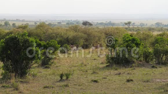 羚羊站在非洲大草原的灌木丛中视频的预览图
