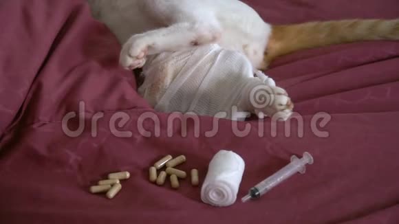 带伤猫的医疗工具兽医服务概念视频的预览图