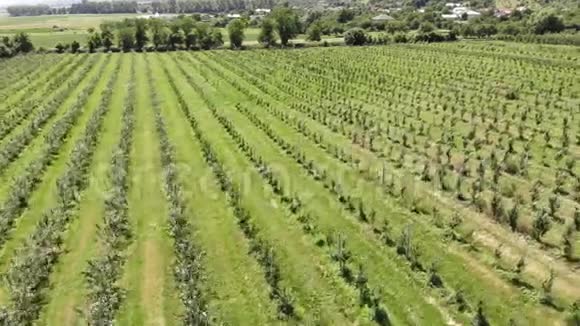 顶部的空中景观大苹果种植园苹果的栽培全景苹果园与无人机射击视频的预览图