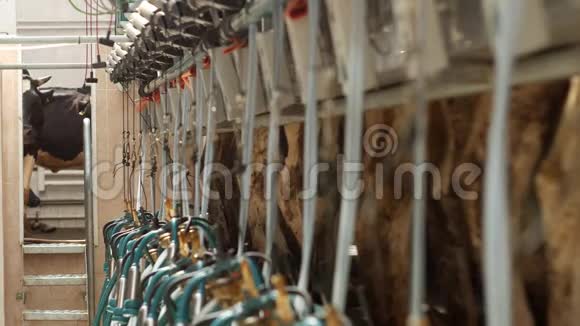 一个现代化的奶牛新农场在那里挤奶挤奶工业挤奶设备视频的预览图