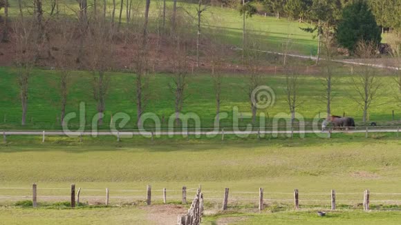 三匹马狗到围场春日视频的预览图