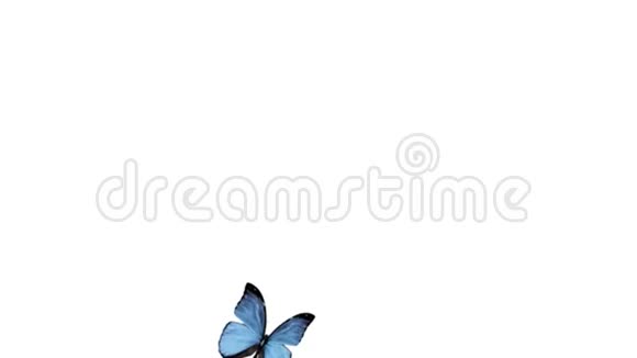 包括在白色背景阿尔法通道上飞行的美丽蝴蝶视频的预览图