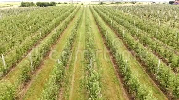 飞的无人机在一排排苹果果园之间年轻的苹果园视频的预览图