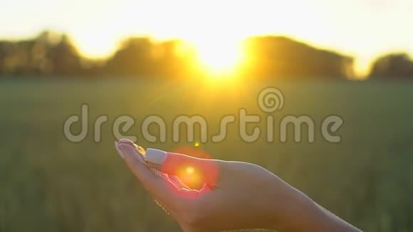 蜻蜓紧紧地靠在雌鸟的手上在日落的麦田里飞走了夏季概念视频的预览图