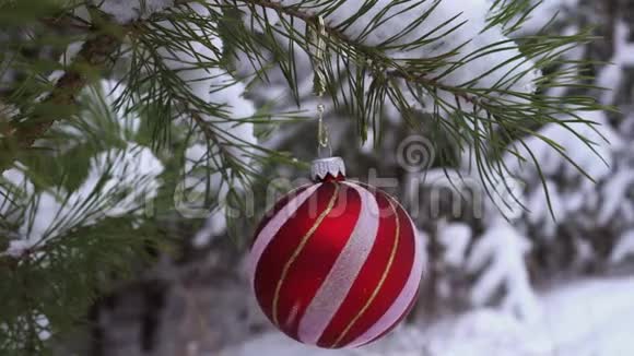 圣诞球挂在白雪覆盖的松枝上视频的预览图