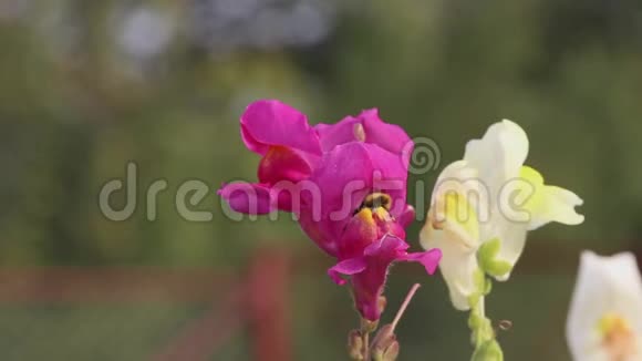 大黄蜂从花中爬出来飞走了视频的预览图