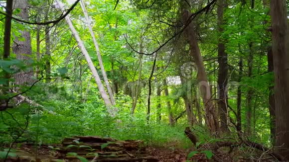 现代绿色森林内部观郁郁葱葱的树木植物和森林冠层下的绿叶视频的预览图